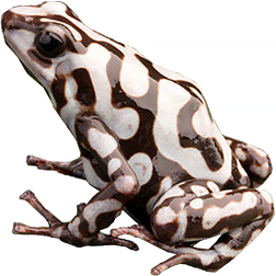 Pena Blanca Auratus